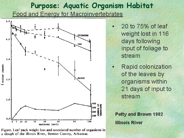 Purpose: Aquatic Organism Habitat Food and Energy for Macroinvertebrates • 20 to 75% of