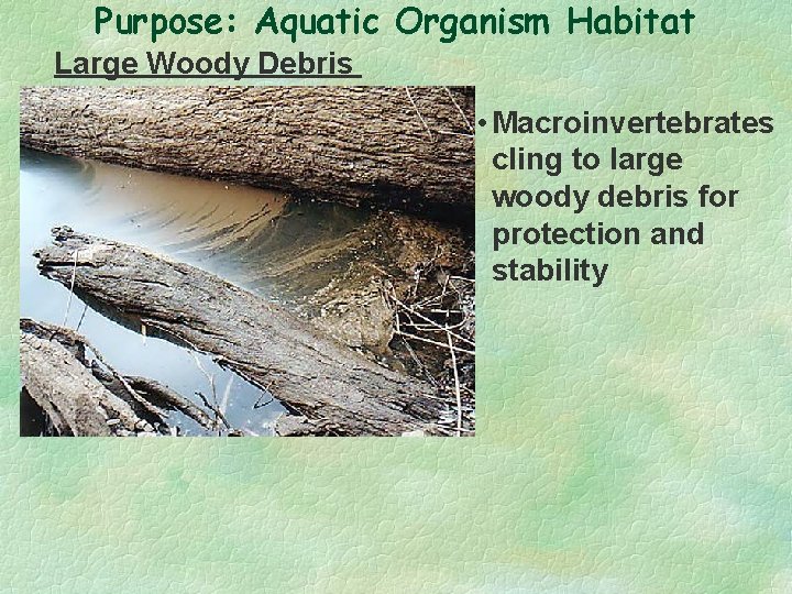 Purpose: Aquatic Organism Habitat Large Woody Debris • Macroinvertebrates cling to large woody debris