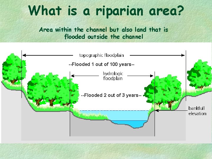 What is a riparian area? Area within the channel but also land that is