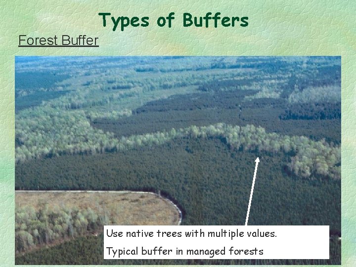 Types of Buffers Forest Buffer Use native trees with multiple values. Typical buffer in