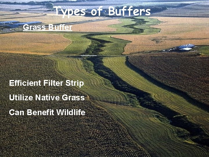 Types of Buffers Grass Buffer Efficient Filter Strip Utilize Native Grass Can Benefit Wildlife
