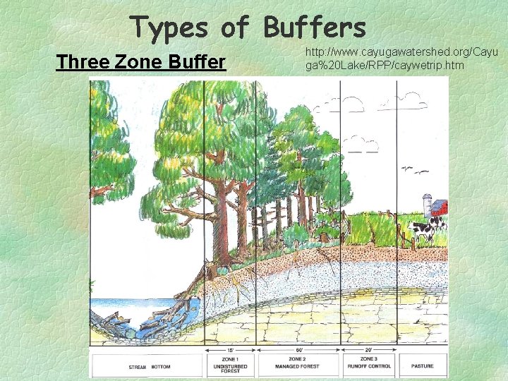 Types of Buffers Three Zone Buffer http: //www. cayugawatershed. org/Cayu ga%20 Lake/RPP/caywetrip. htm 