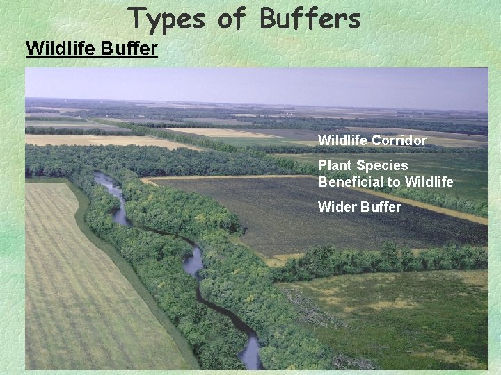 Types of Buffers Wildlife Buffer Wildlife Corridor Plant Species Beneficial to Wildlife Wider Buffer