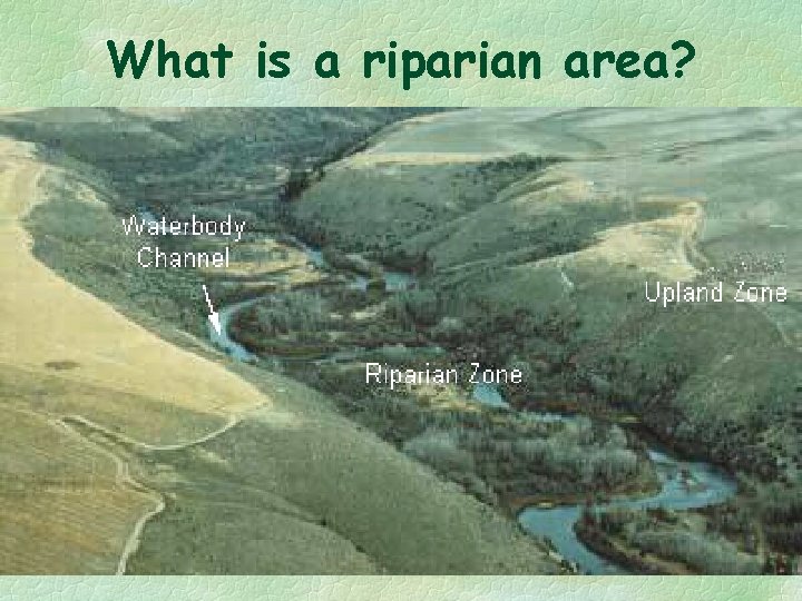 What is a riparian area? 