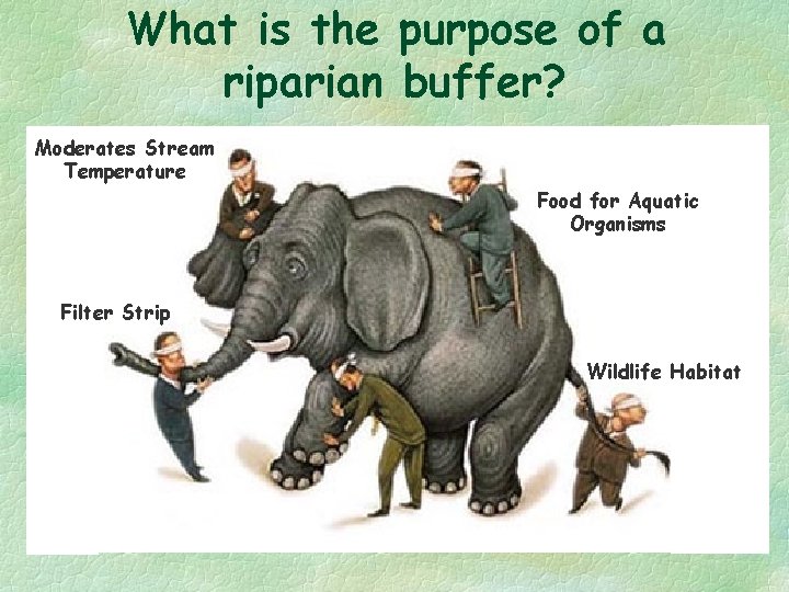 What is the purpose of a riparian buffer? Moderates Stream Temperature Food for Aquatic
