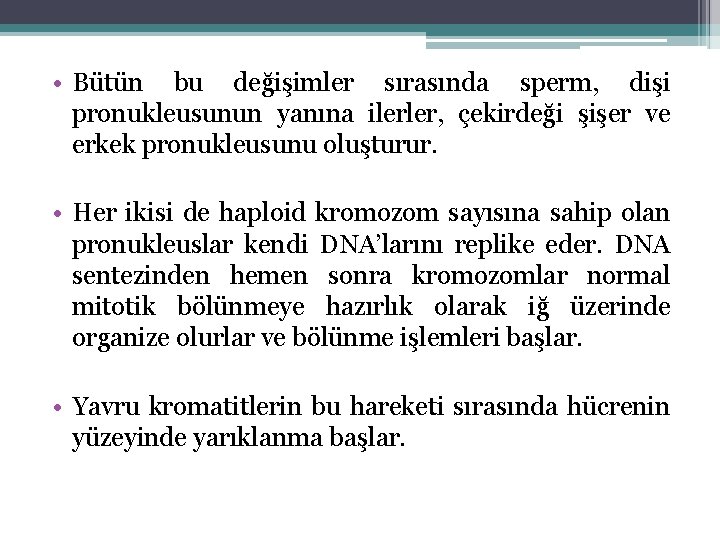  • Bütün bu değişimler sırasında sperm, dişi pronukleusunun yanına ilerler, çekirdeği şişer ve