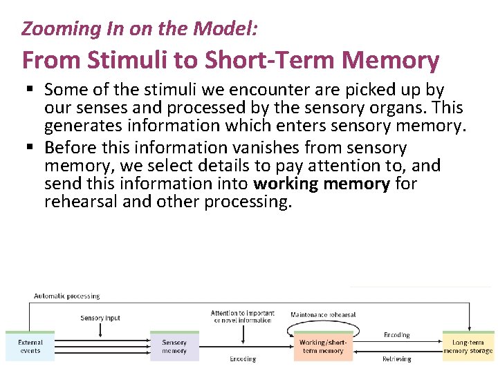 Zooming In on the Model: From Stimuli to Short-Term Memory § Some of the