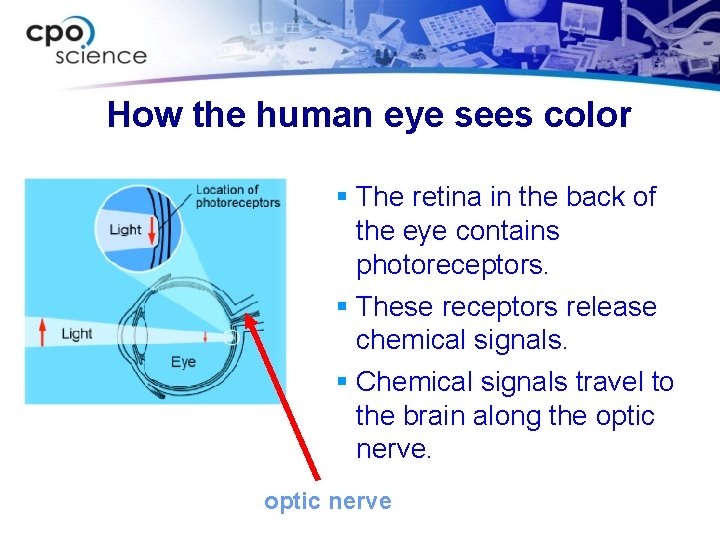 How the human eye sees color § The retina in the back of the