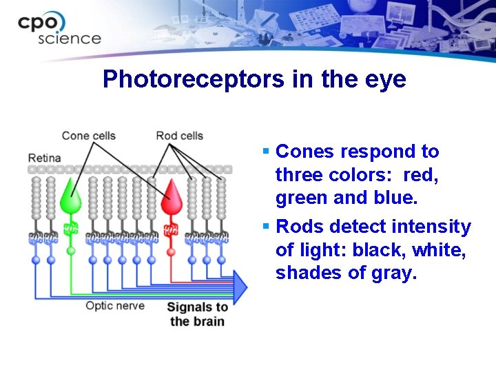 Photoreceptors in the eye § Cones respond to three colors: red, green and blue.