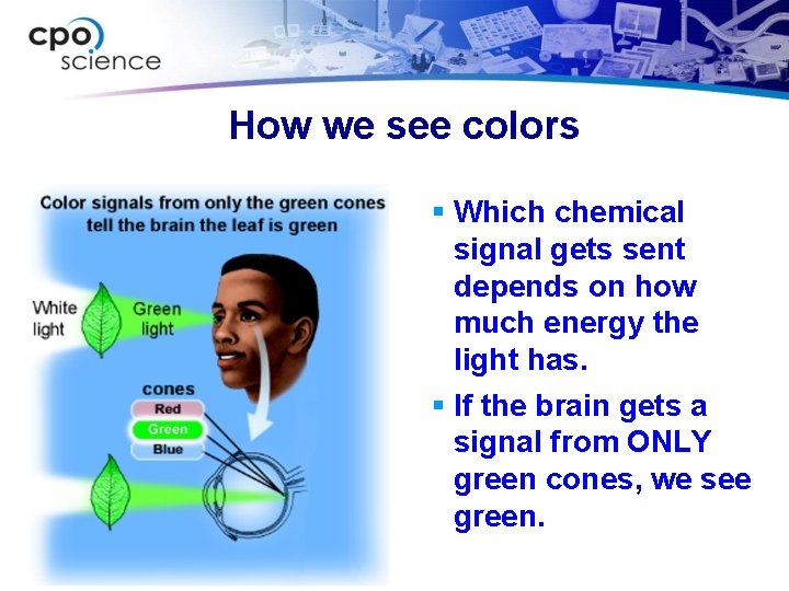 How we see colors § Which chemical signal gets sent depends on how much