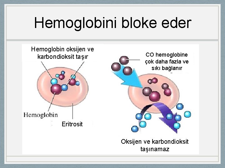 Hemoglobini bloke eder Hemoglobin oksijen ve karbondioksit taşır CO hemoglobine çok daha fazla ve