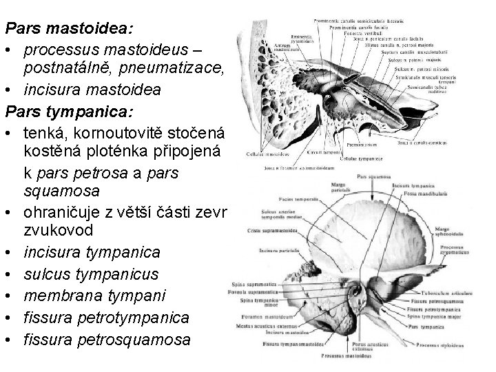Pars mastoidea: • processus mastoideus – postnatálně, pneumatizace, • incisura mastoidea Pars tympanica: •