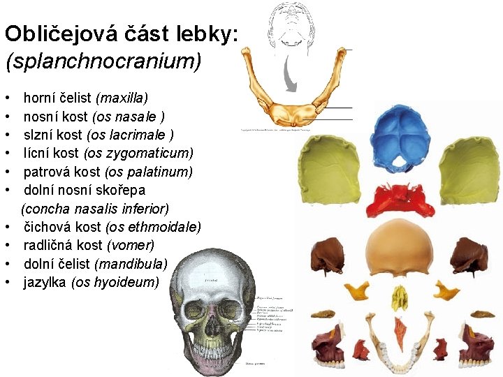 Obličejová část lebky: (splanchnocranium) • • • horní čelist (maxilla) nosní kost (os nasale