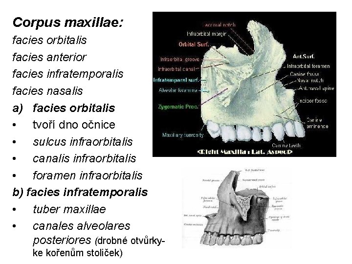 Corpus maxillae: facies orbitalis facies anterior facies infratemporalis facies nasalis a) facies orbitalis •