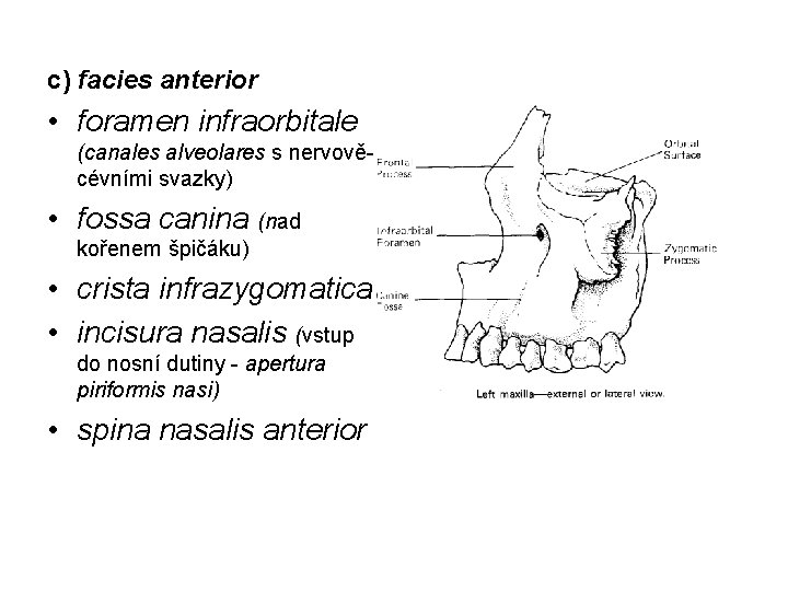 c) facies anterior • foramen infraorbitale (canales alveolares s nervověcévními svazky) • fossa canina