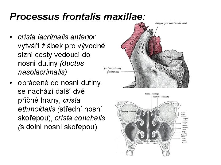 Processus frontalis maxillae: • crista lacrimalis anterior vytváří žlábek pro vývodné slzní cesty vedoucí