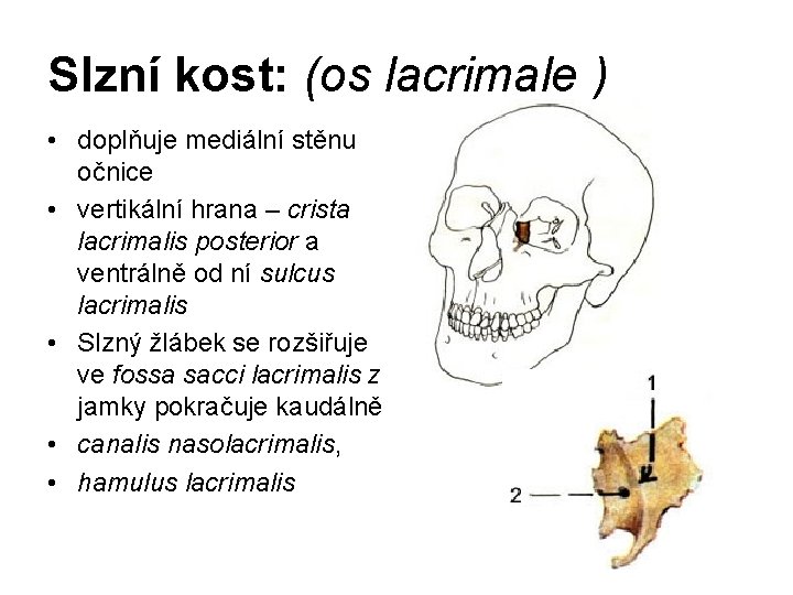 Slzní kost: (os lacrimale ) • doplňuje mediální stěnu očnice • vertikální hrana –