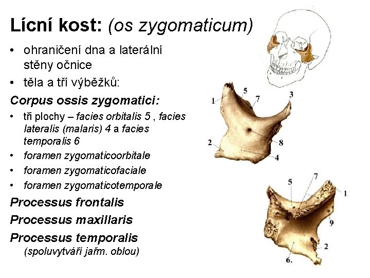 Lícní kost: (os zygomaticum) • ohraničení dna a laterální stěny očnice • těla a