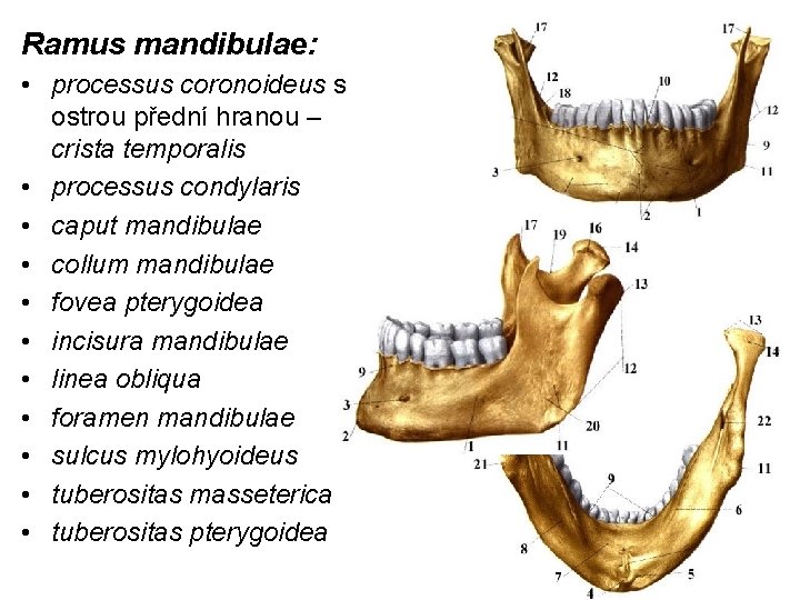 Ramus mandibulae: • processus coronoideus s ostrou přední hranou – crista temporalis • processus