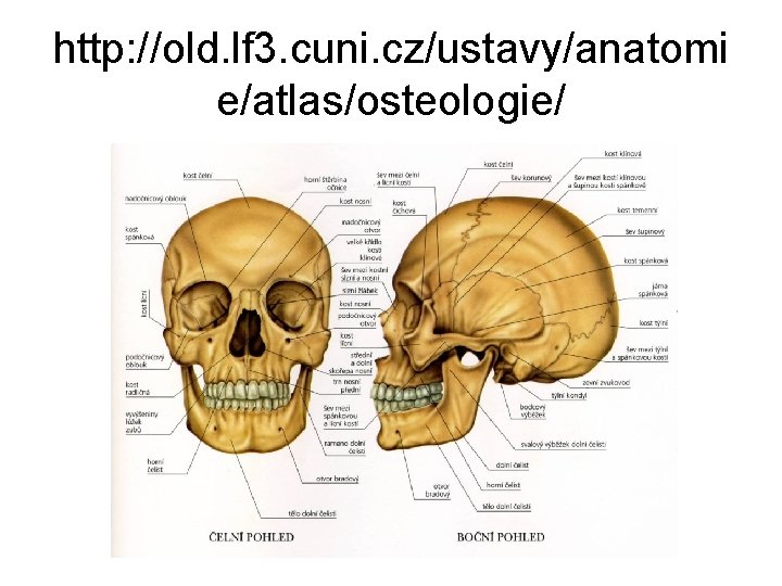 http: //old. lf 3. cuni. cz/ustavy/anatomi e/atlas/osteologie/ 