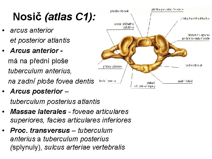 Nosič (atlas C 1): • arcus anterior et posterior atlantis • Arcus anterior má