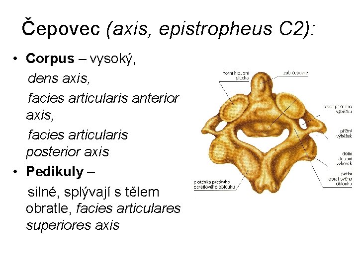 Čepovec (axis, epistropheus C 2): • Corpus – vysoký, dens axis, facies articularis anterior