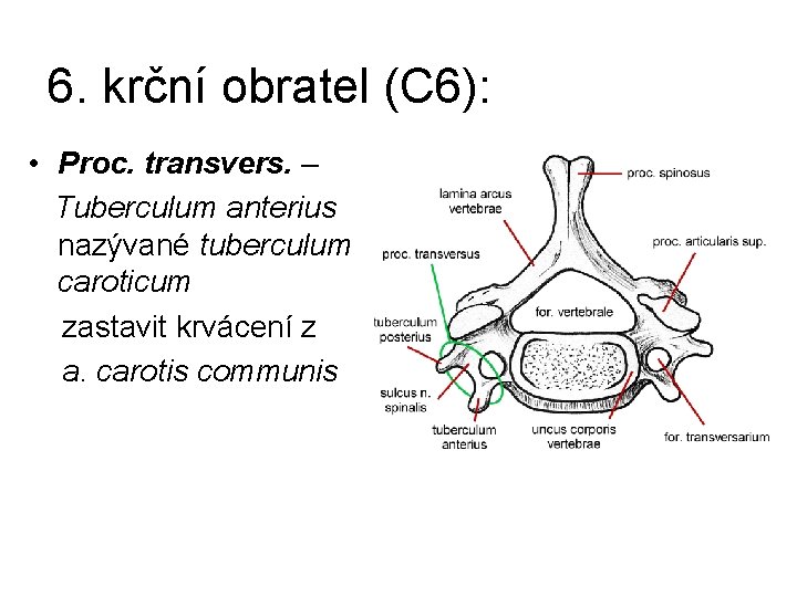 6. krční obratel (C 6): • Proc. transvers. – Tuberculum anterius nazývané tuberculum caroticum