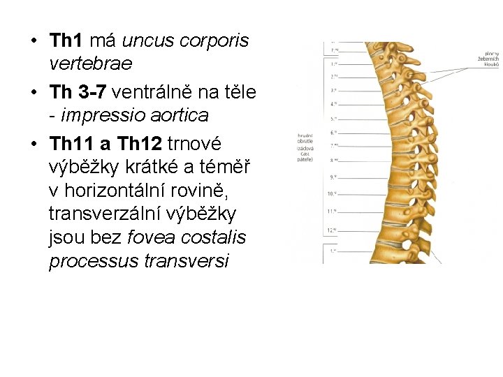  • Th 1 má uncus corporis vertebrae • Th 3 -7 ventrálně na