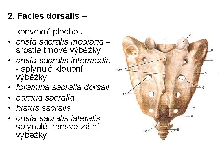 2. Facies dorsalis – konvexní plochou • crista sacralis mediana – srostlé trnové výběžky