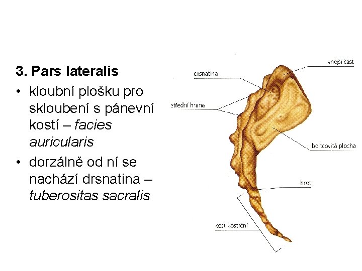 3. Pars lateralis • kloubní plošku pro skloubení s pánevní kostí – facies auricularis
