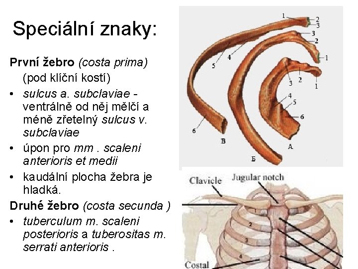 Speciální znaky: První žebro (costa prima) (pod klíční kostí) • sulcus a. subclaviae ventrálně