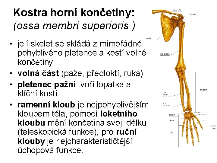 Kostra horní končetiny: (ossa membri superioris ) • její skelet se skládá z mimořádně