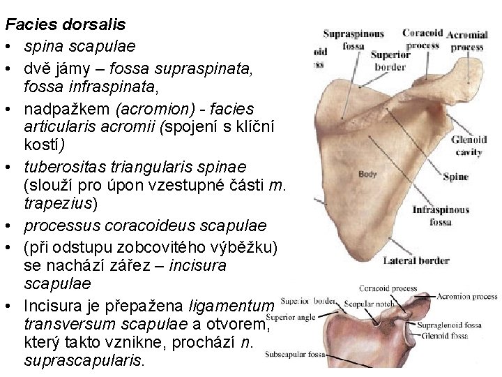 Facies dorsalis • spina scapulae • dvě jámy – fossa supraspinata, fossa infraspinata, •