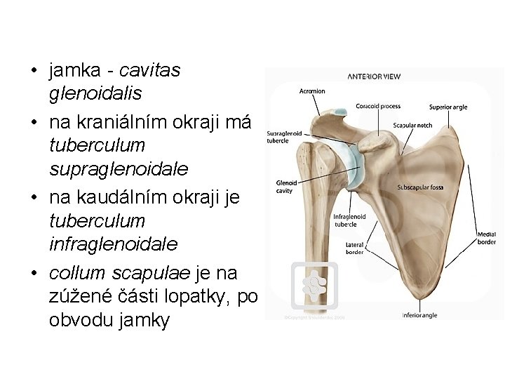  • jamka - cavitas glenoidalis • na kraniálním okraji má tuberculum supraglenoidale •