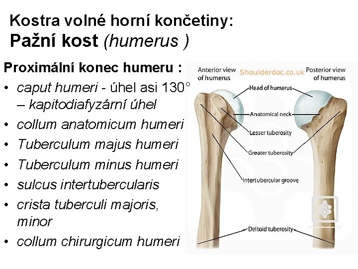 Kostra volné horní končetiny: Pažní kost (humerus ) Proximální konec humeru : • caput