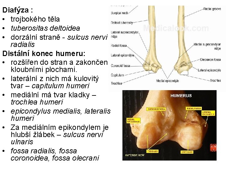 Diafýza : • trojbokého těla • tuberositas deltoidea • dorzální straně - sulcus nervi