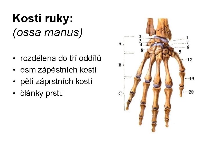 Kosti ruky: (ossa manus) • • rozdělena do tří oddílů osm zápěstních kostí pěti