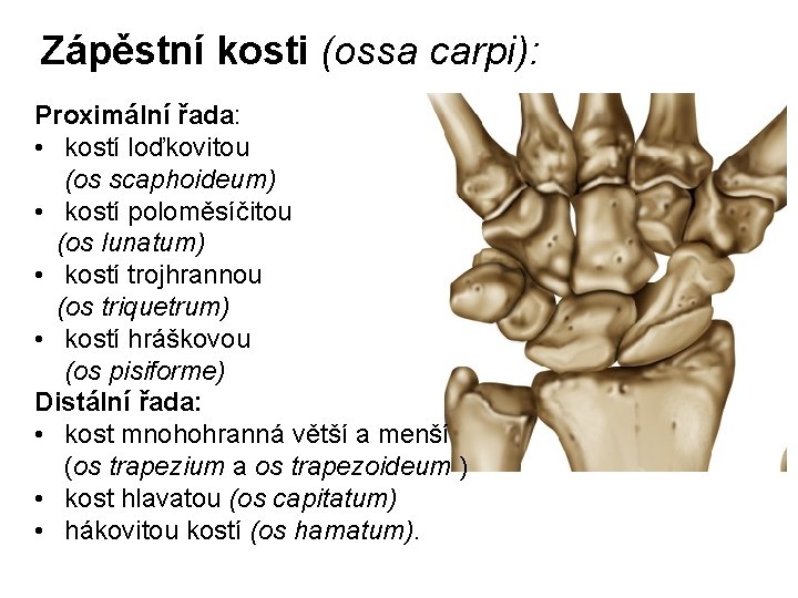 Zápěstní kosti (ossa carpi): Proximální řada: • kostí loďkovitou (os scaphoideum) • kostí poloměsíčitou