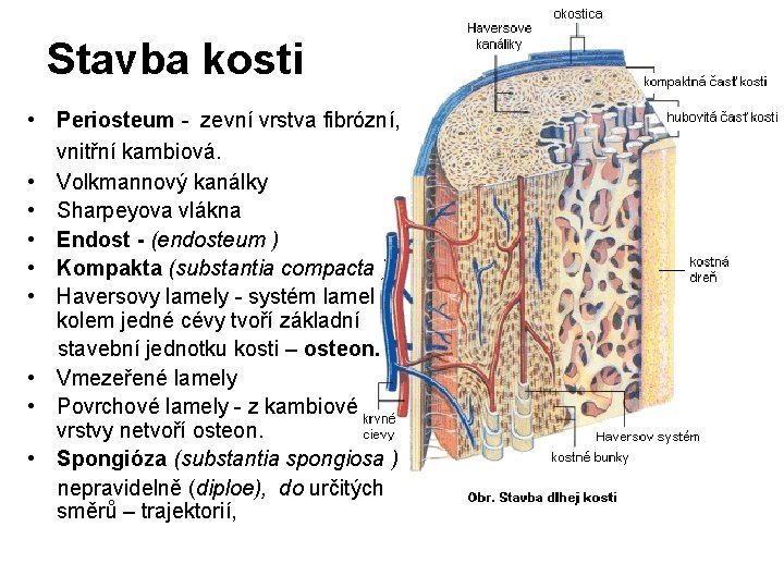 Stavba kosti • Periosteum - zevní vrstva fibrózní, vnitřní kambiová. • Volkmannový kanálky •