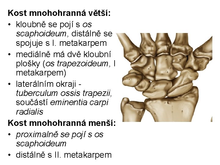 Kost mnohohranná větší: • kloubně se pojí s os scaphoideum, distálně se spojuje s