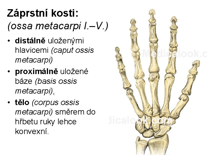Záprstní kosti: (ossa metacarpi I. –V. ) • distálně uloženými hlavicemi (caput ossis metacarpi)