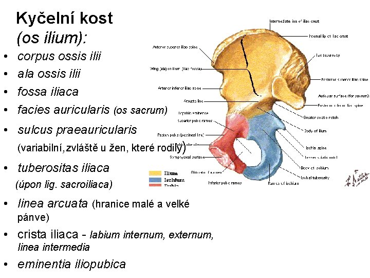 Kyčelní kost (os ilium): • • corpus ossis ilii ala ossis ilii fossa iliaca