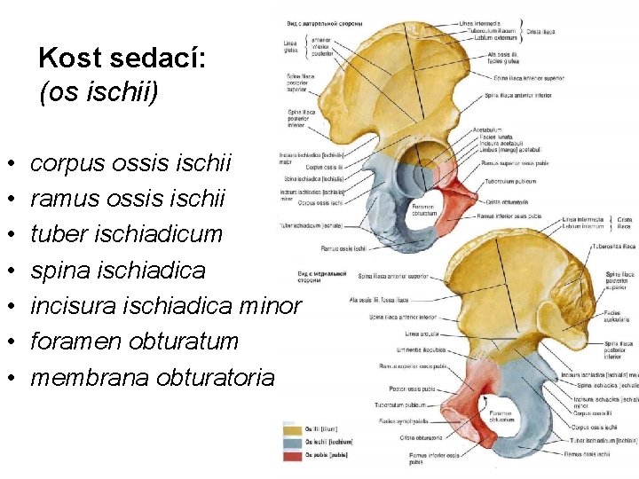 Kost sedací: (os ischii) • • corpus ossis ischii ramus ossis ischii tuber ischiadicum