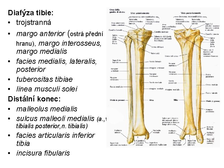 Diafýza tibie: • trojstranná • margo anterior (ostrá přední hranu), margo interosseus, margo medialis