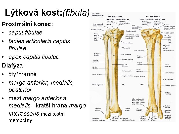 Lýtková kost: (fibula) Proximální konec: • caput fibulae • facies articularis capitis fibulae •