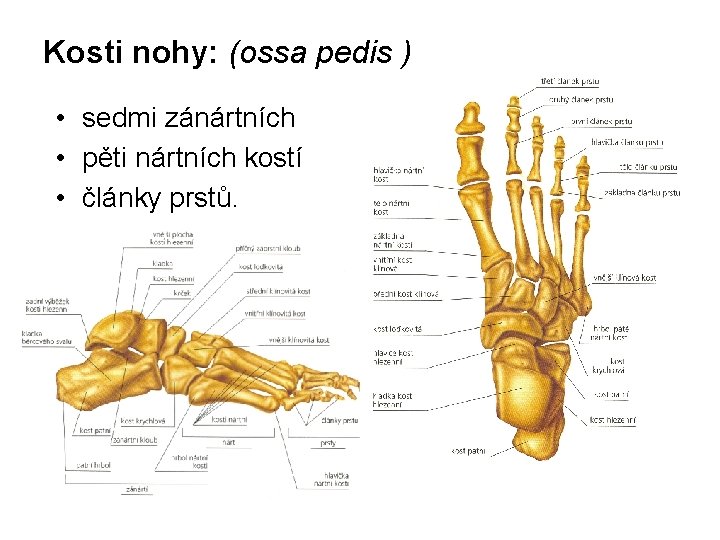 Kosti nohy: (ossa pedis ) • sedmi zánártních • pěti nártních kostí • články