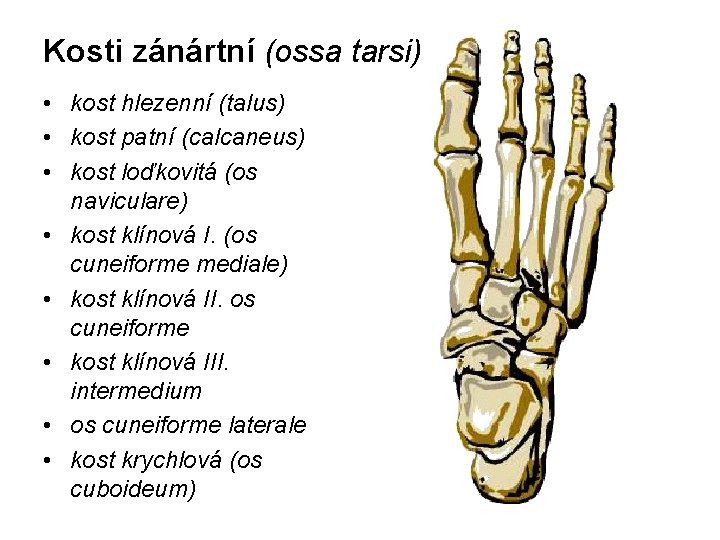 Kosti zánártní (ossa tarsi) • kost hlezenní (talus) • kost patní (calcaneus) • kost