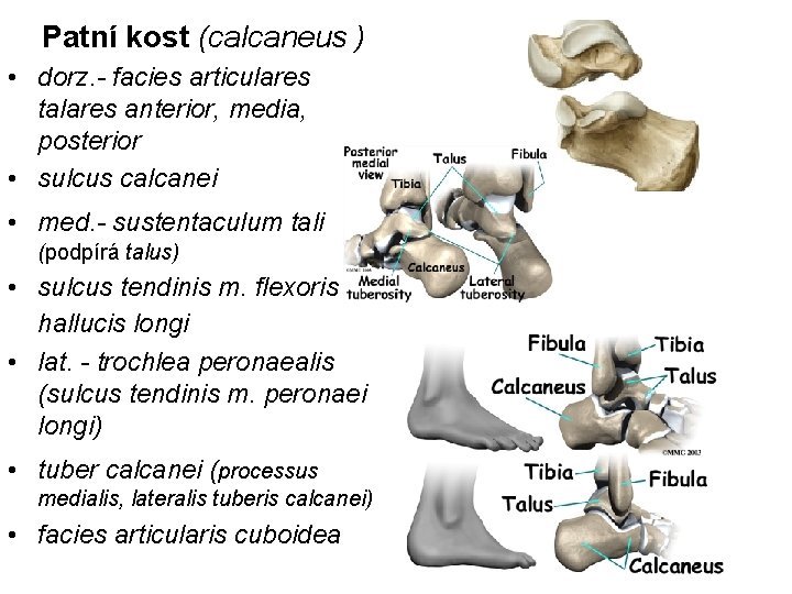 Patní kost (calcaneus ) • dorz. - facies articulares talares anterior, media, posterior •