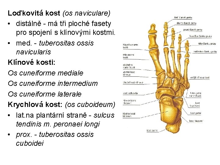 Loďkovitá kost (os naviculare) • distálně - má tři ploché fasety pro spojení s