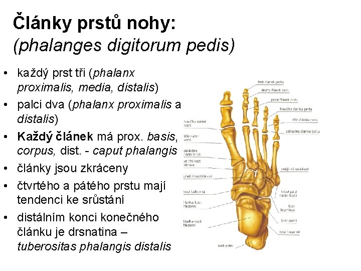 Články prstů nohy: (phalanges digitorum pedis) • každý prst tři (phalanx proximalis, media, distalis)
